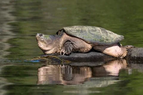 Large Common Snapping Turtle basking on a rock - Ontario, Canada Stock Photos