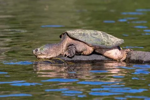 Large Common Snapping Turtle basking on a rock - Ontario, Canada Foto stock