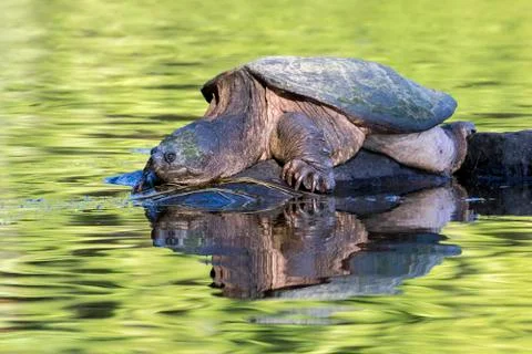 Large Common Snapping Turtle basking on a rock - Ontario, Canada Stock Photos