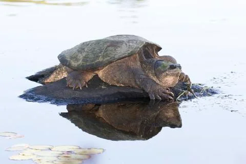 Large Common Snapping Turtle basking on a rock - Ontario, Canada Stock Photos