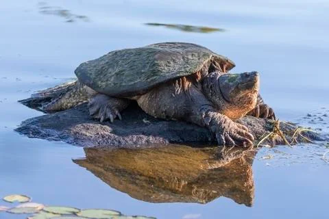 Large Common Snapping Turtle basking on a rock - Ontario, Canada Stock Photos