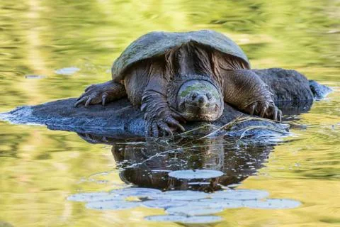 Large Common Snapping Turtle basking on a rock - Ontario, Canada Stock Photos