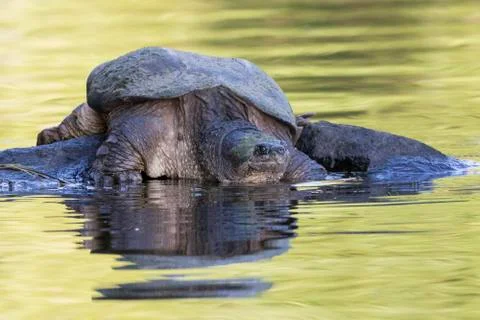 Large Common Snapping Turtle basking on a rock - Ontario, Canada Stock Photos