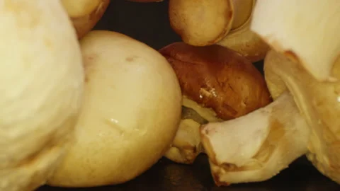 Large compilation of mushrooms - The camera moves backwards from very large Stock Footage 163050770