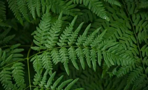 Large composite green leaf on a branch. Foto stock