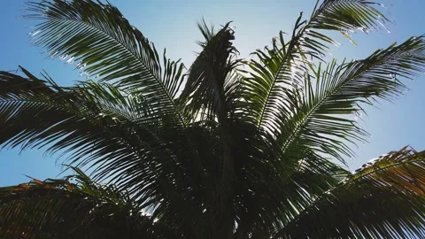 Large, compound, evergreen leaves, known as fronds, arranged Stock-Footage 294832730