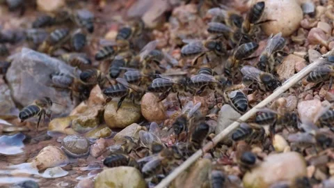 Large concentration of Apis mellifera bees collecting water Video stock 328428200