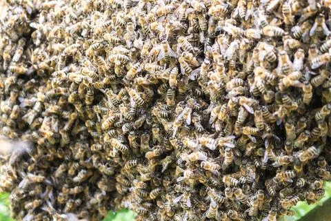 Large concentration of worker bees, swarming Stock Photos