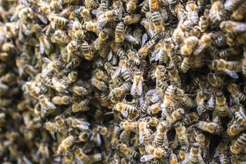 Large concentration of worker bees, swarming Stock Photos