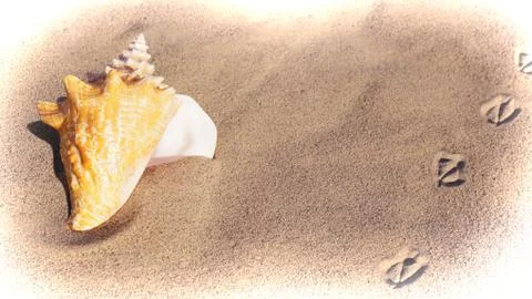 Large Conch Shell on the Beach 2 Stock Photos