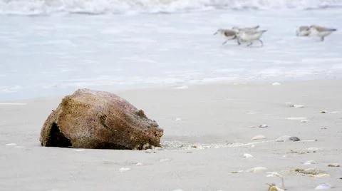 Large conch shell on the beach Stock Photos