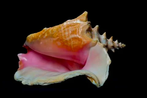 Large conch shell Foto stock