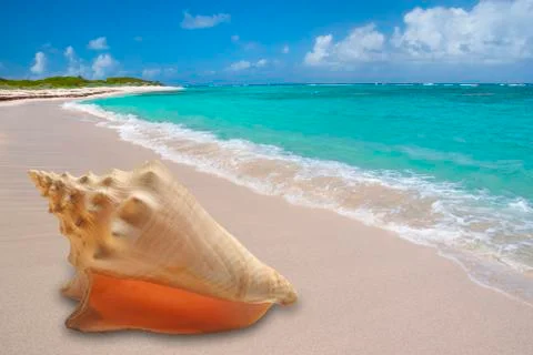 Large conch shell on sandy beach Stock Photos