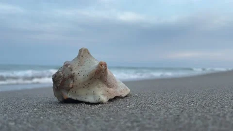 Large Conch Shell On Shore Line Stock Footage 230906873