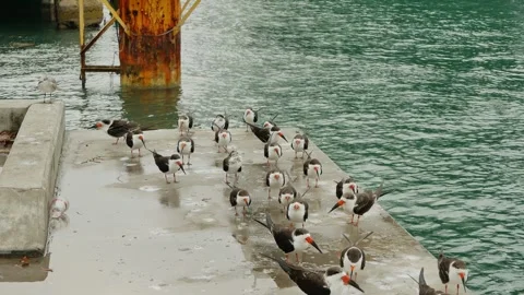 Large concrete mooring dolphin. Multiple Black skimmer in lines (Rynchops niger) Stock Footage 300805836