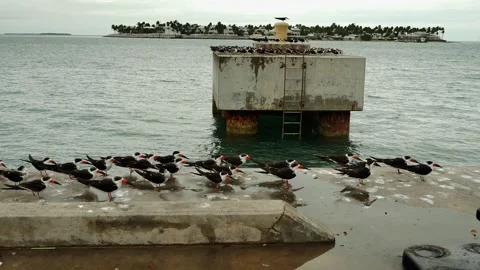 Large concrete mooring dolphin. Multiple Black skimmer in lines (Rynchops niger) Stock Footage 300805892