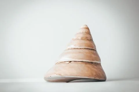Large cone-shaped pearl shell on a blue background, copy space Stock Photos