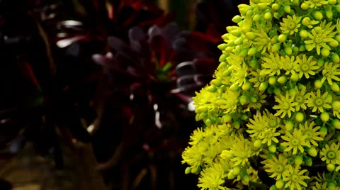 Large, Cone-Shaped Succulent Flowers Stock Footage 35225534
