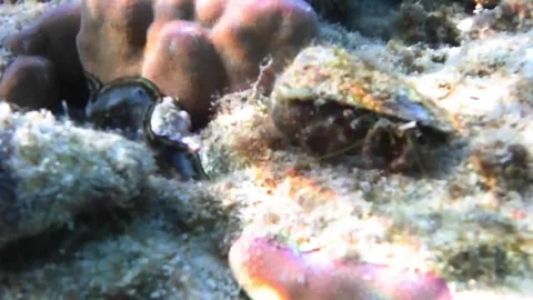 Large Cone Snail Crawling Across Coral Reef at Sunset, Close-Up, Red Sea 4K Stock Footage 339491242