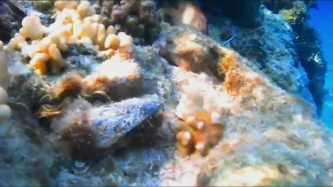  Large Cone Snails on Coral with Tentacles Protruding, Marsa Alam, Egypt Stock Footage 343306754