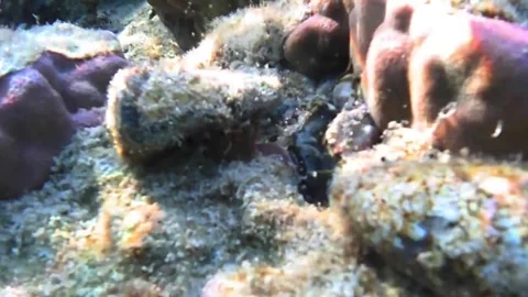 Large Cone Snails Crawling with Foot, Eyes and Tentacles Visible in the Red Sea Stock Footage 339630396