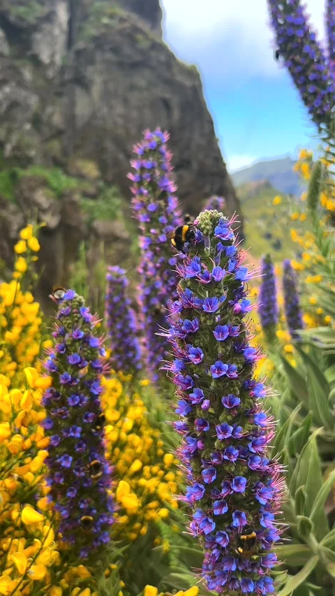 Large cones of Purple flowers called Pride of Madeira, with bumble-bees. Stock Footage 248995504