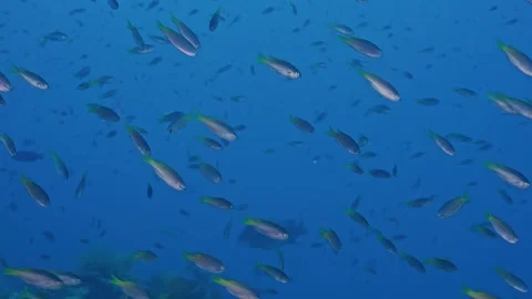 Large congregation of small fry in water column Stock Footage 344984681
