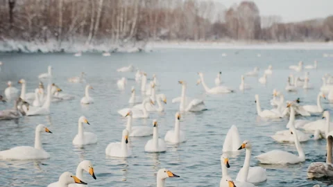 Large congregation of swans resting near shoreline in winter. Numerous white Stock Footage 333411561