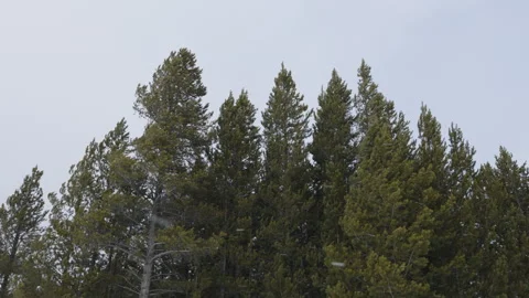 Large conifer trees blowing in a strong wind. Shot in 4K 60fps Stockbeeldmateriaal 311061445