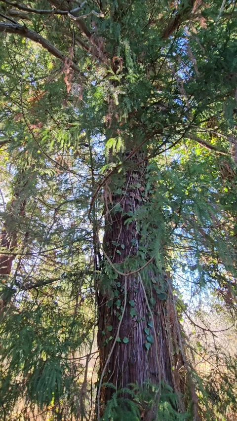 Large coniferous tree, camera movement from bottom to top. Stock Footage 296755524
