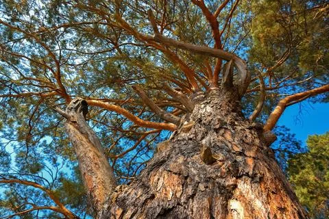 Large coniferous tree. Close-up and branches of a tree trunk on top, view fro Stock Photos