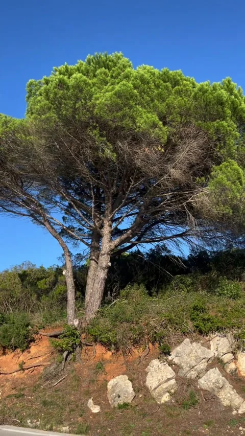 A large coniferous tree on a slope Stock Footage 304446385