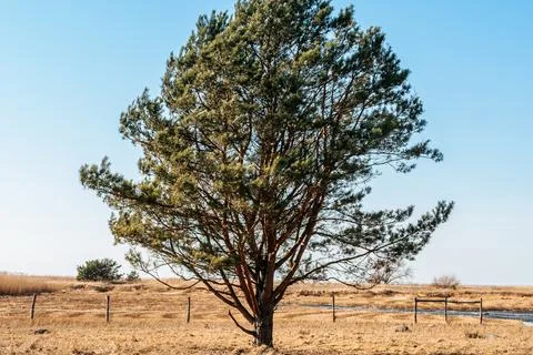 Large coniferous tree standing alone in a dry field with sparse grass and a.. Фото