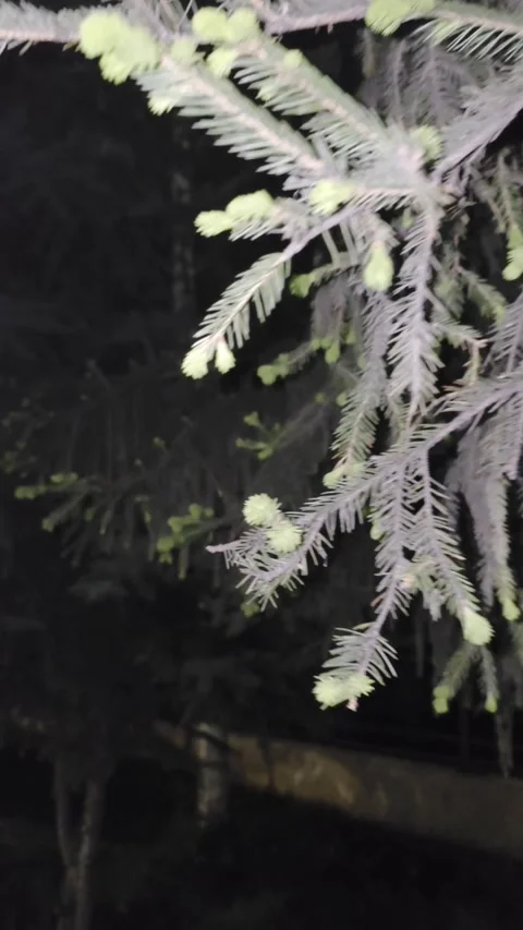 Large coniferous tree standing in a dark park at night Stock Footage 334378450