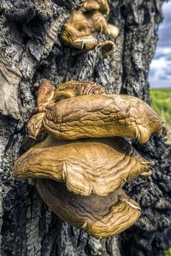 Large conk mushroom on tree. Stock Photos