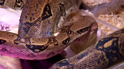Large constrictor snake eating white rat, closeup shot Stock Footage 71630698
