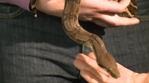 Large Constrictor Snake Moving In Hands, Close Up Shot Video stock 67103942