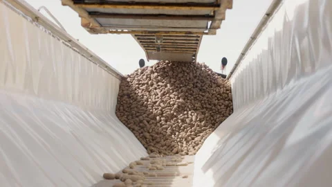 Large container with pile of freshly picked potatoes falling from conveyor belt Stock Footage 258921825