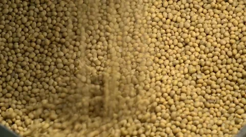 Large container of soy beans being processed in a factory. Stock Footage