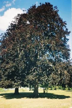 Large Copper Beech Tree with Dark Foliage in a Sunny Park Stock Photos