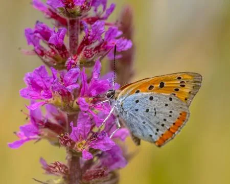 Large copper butterfly drinking nectar Stock Photos