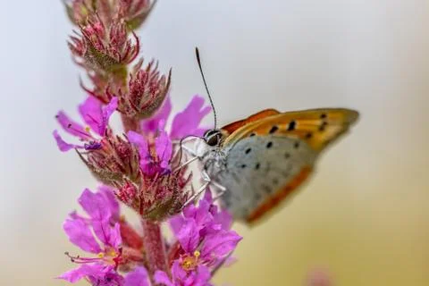 Large copper butterfly drinking nectar on purple flower Foto stock