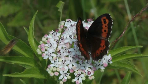 Large Copper Butterfly Lycaena Dispar Hi Res 29238666 Images, Photos, Reviews
