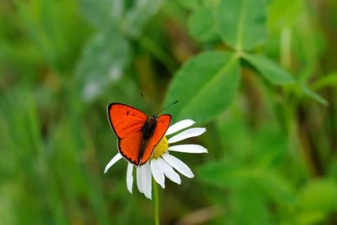 Large copper butterfly Foto stock