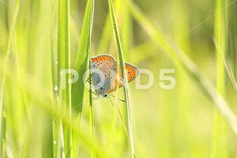 Large copper butterfly Stock Photos