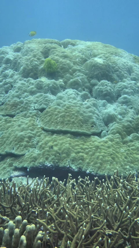 Large coral boulder rising from reef base 스톡 동영상 325484063