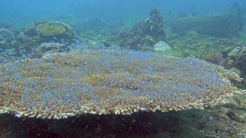 Large coral with fish Stock Footage 340301661