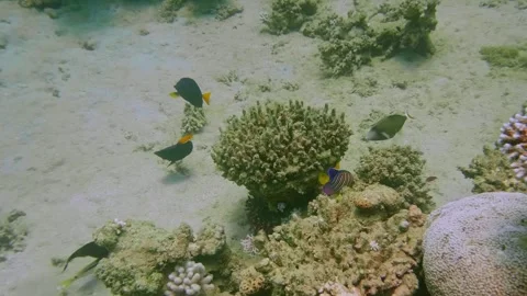 Large Coral Formation on Sandy Seabed with Tropical Fish in Clear Reef Waters Stock Footage 311940465