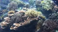 Large coral reef panning left with tropical fishes HD Footage