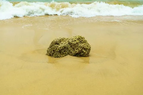 Large coral on the sand at the beach Stock Photos